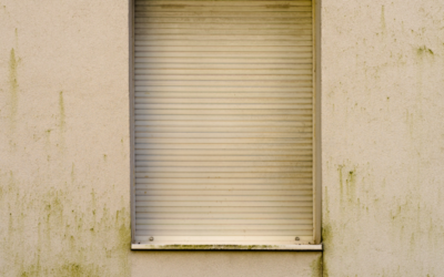 Der grüne Schleier: Die Grünalge