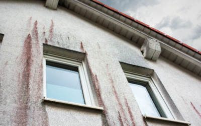 Rotalgen und deren Entfernung