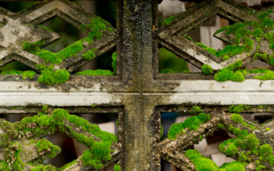 Moosbefall an Haus und Garten: Warum Abwarten teuer werden kann