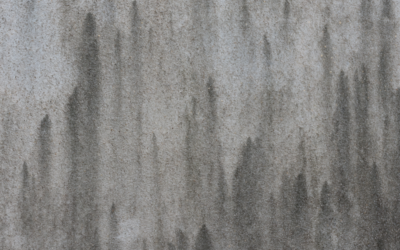 Das Schattenspiel an der Wand: Die Schwarzalge und ihre Tücken