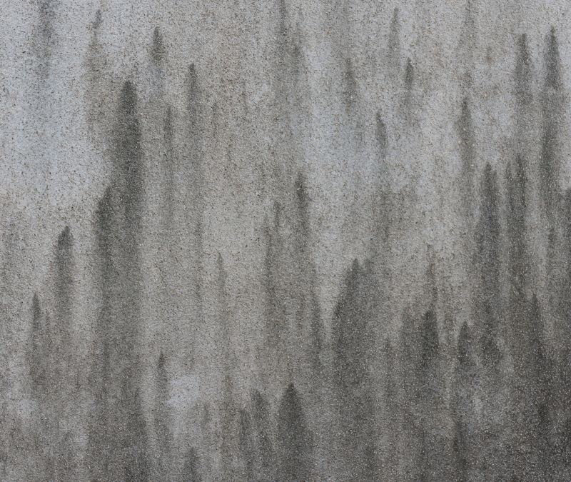 Das Schattenspiel an der Wand: Die Schwarzalge und ihre Tücken